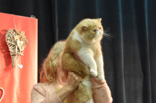 Katttenshow Arendonk 2020 DSC 0602