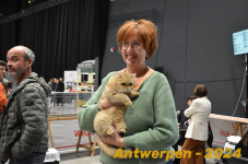 Antwerpen 232