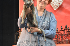 Katttenshow Arendonk 2020 DSC 0464