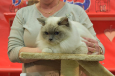 Katttenshow Arendonk 2020 DSC 0766