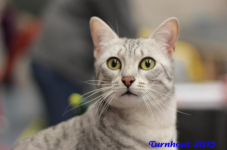 turnhout20150121