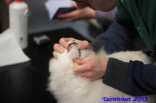 turnhout20150036