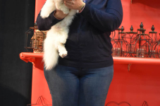 Katttenshow Arendonk 2020 DSC 0467