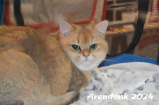 Arendonk 2024 169