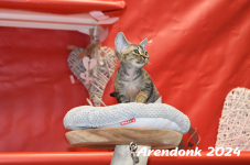 Arendonk 2024 563
