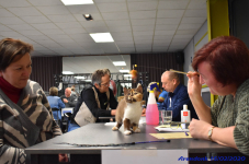 Katttenshow Arendonk 2020 DSC 0416