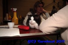 bcf antw 2010 152