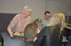 Katttenshow Arendonk 2020 DSC 0252