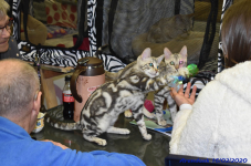 Katttenshow Arendonk 2020 DSC 0158