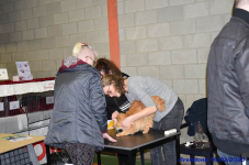 Katttenshow Arendonk 2020 DSC 0034