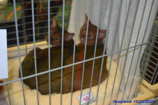 Katttenshow Arendonk 2020 DSC 0101
