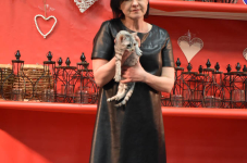 Katttenshow Arendonk 2020 DSC 0386