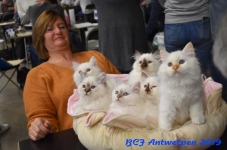 Antwerpen 2019DSC 0192