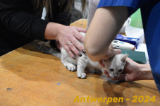 Antwerpen 128