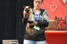 Katttenshow Arendonk 2020 DSC 0289