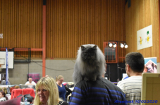 Katttenshow Arendonk 2020 DSC 0562