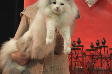 Katttenshow Arendonk 2020 DSC 0275