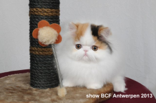 showantwerpen 1116