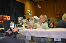 Katttenshow Arendonk 2020 DSC 0198