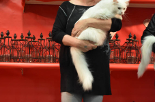 Katttenshow Arendonk 2020 DSC 0452