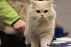 turnhout20150111