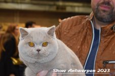 Schow Antwerpen 2023 320