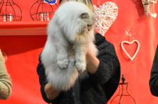 Katttenshow Arendonk 2020 DSC 0725