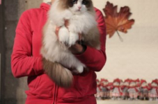 antw 2015 236