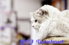  bcf ant 2011121