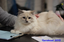 turnhout20150062