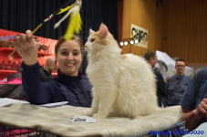 Katttenshow Arendonk 2020 DSC 0315