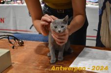 Antwerpen 093