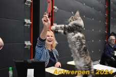 Antwerpen 222