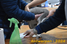 Antwerpen 110