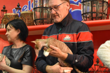 Katttenshow Arendonk 2020 DSC 0632