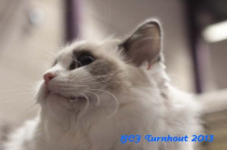 turnhout 2013 img 9914