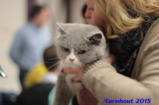 turnhout20150069
