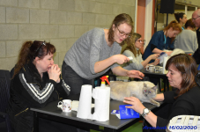 Katttenshow Arendonk 2020 DSC 0067