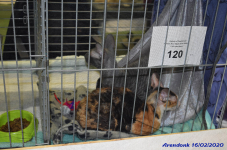 Katttenshow Arendonk 2020 DSC 0096