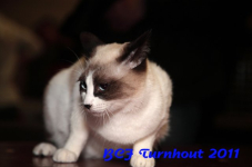bcf antw 2010 172