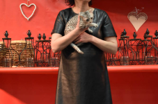 Katttenshow Arendonk 2020 DSC 0403
