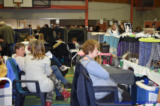 Katttenshow Arendonk 2020 DSC 0214