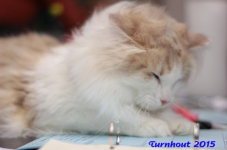 turnhout20150256