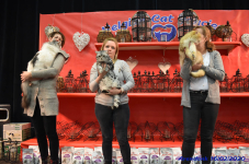 Katttenshow Arendonk 2020 DSC 0279