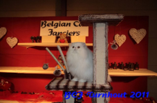 bcf antw 2010 293