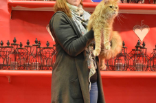 Katttenshow Arendonk 2020 DSC 0569