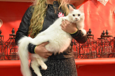 Katttenshow Arendonk 2020 DSC 0460