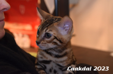 Laakdal 2023 250