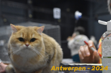 Antwerpen 250