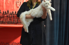 Katttenshow Arendonk 2020 DSC 0396